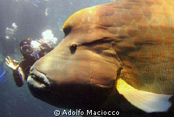 The Giant 6 meters Napoleon Wrasse :-) by Adolfo Maciocco 